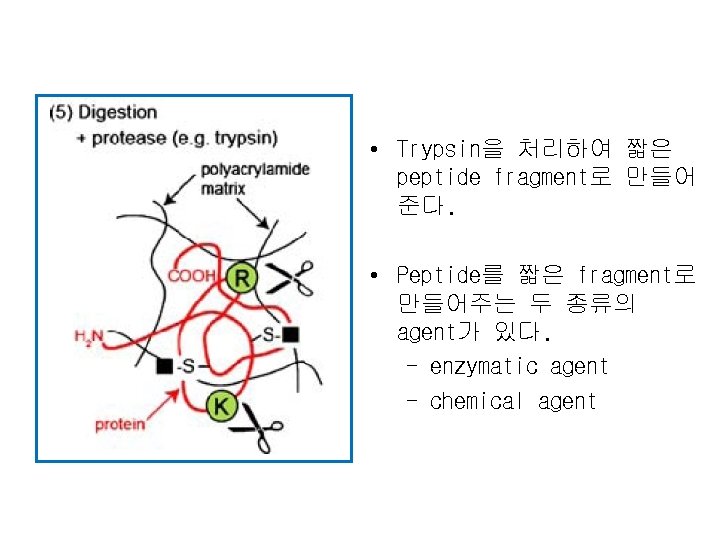  • Trypsin을 처리하여 짧은 peptide fragment로 만들어 준다. • Peptide를 짧은 fragment로 만들어주는