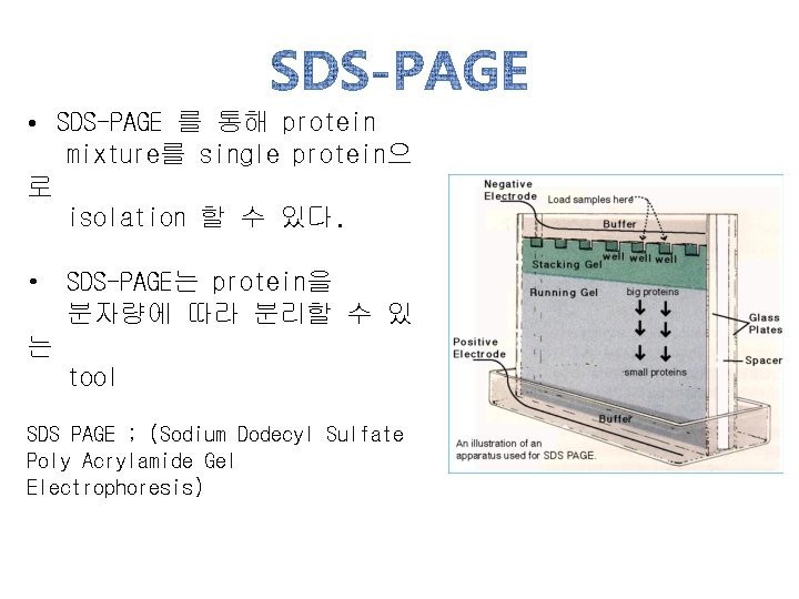  • SDS-PAGE 를 통해 protein mixture를 single protein으 로 isolation 할 수 있다.