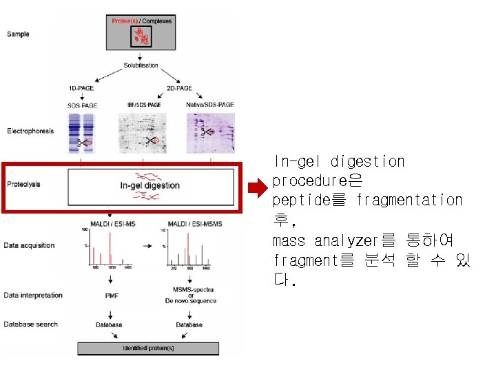 In-gel digestion procedure은 peptide를 fragmentation 후, mass analyzer를 통하여 fragment를 분석 할 수 있