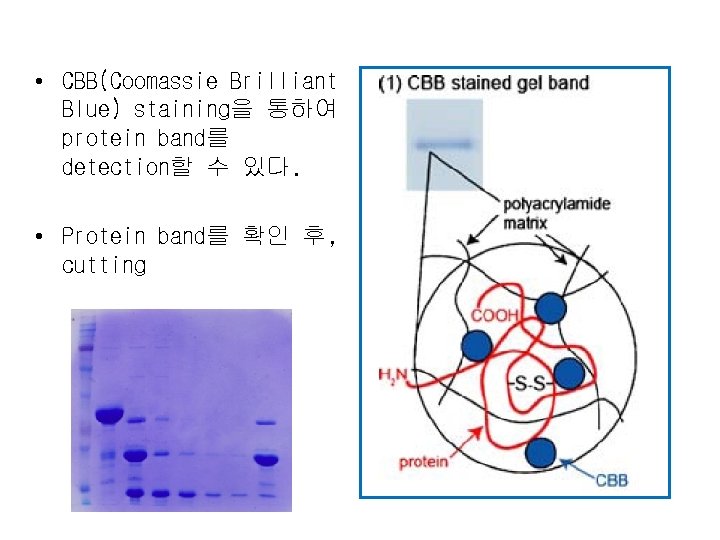  • CBB(Coomassie Brilliant Blue) staining을 통하여 protein band를 detection할 수 있다. • Protein