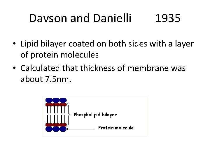 Davson and Danielli 1935 • Lipid bilayer coated on both sides with a layer