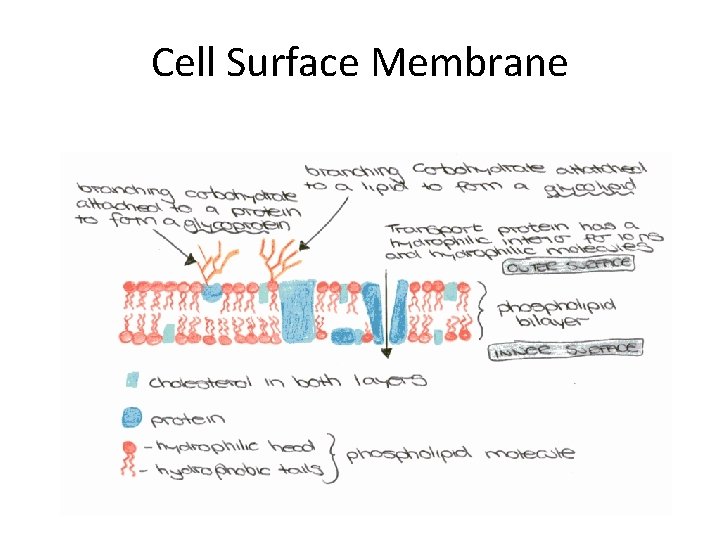 Cell Surface Membrane 