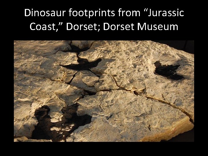 Dinosaur footprints from “Jurassic Coast, ” Dorset; Dorset Museum 