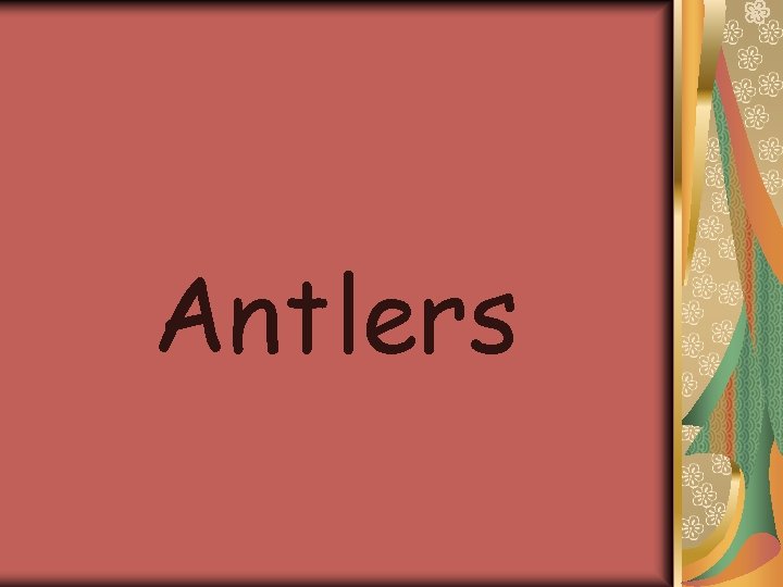 Antlers 