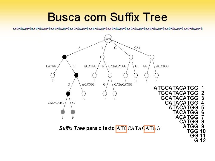 Busca com Suffix Tree ATGCATACATGG 1 TGCATACATGG 2 GCATACATGG 3 CATACATGG 4 ATACATGG 5