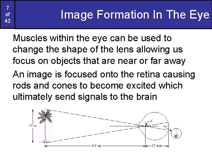 7 of 42 Image Formation In The Eye Muscles within the eye can be