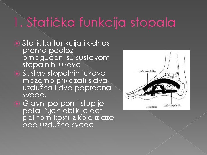 1. Statička funkcija stopala ⦿ ⦿ ⦿ Statička funkcija i odnos prema podlozi omogućeni