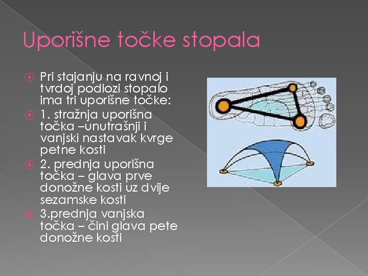 Uporišne točke stopala ⦿ ⦿ Pri stajanju na ravnoj i tvrdoj podlozi stopalo ima