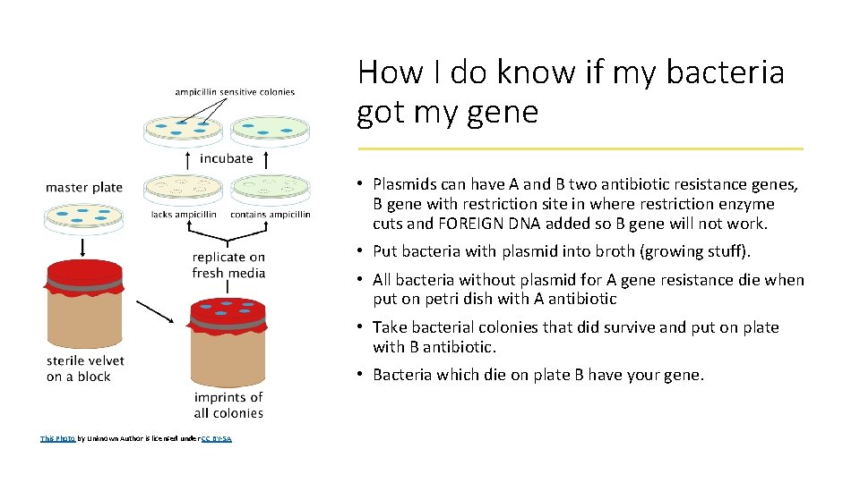 How I do know if my bacteria got my gene • Plasmids can have