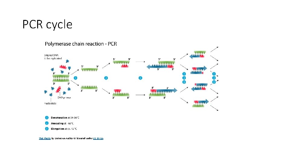 PCR cycle This Photo by Unknown Author is licensed under CC BY-SA 