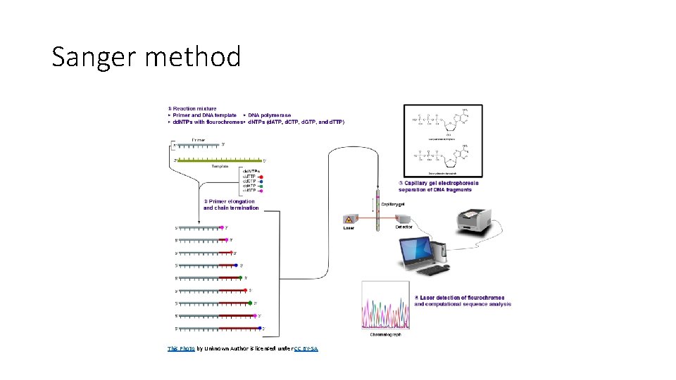 Sanger method This Photo by Unknown Author is licensed under CC BY-SA 