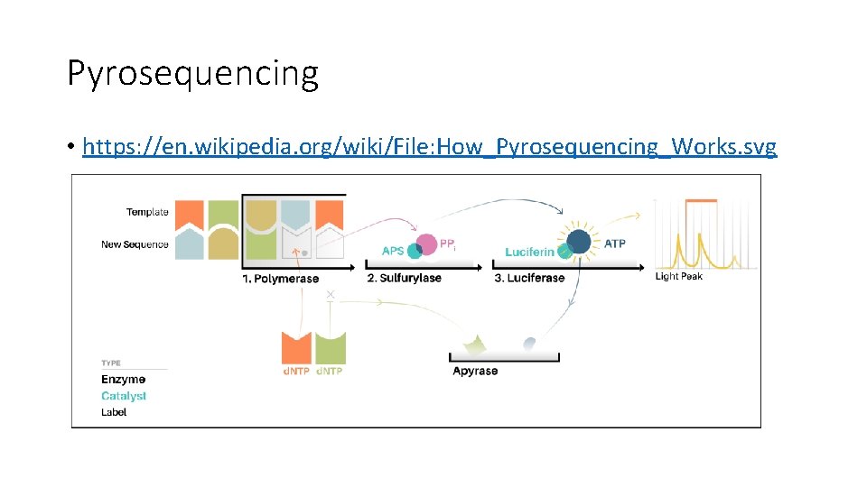 Pyrosequencing • https: //en. wikipedia. org/wiki/File: How_Pyrosequencing_Works. svg 