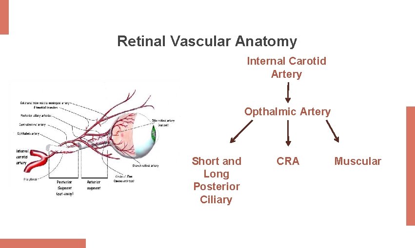 Retinal Vascular Anatomy Internal Carotid Artery Opthalmic Artery Short and Long Posterior Ciliary CRA