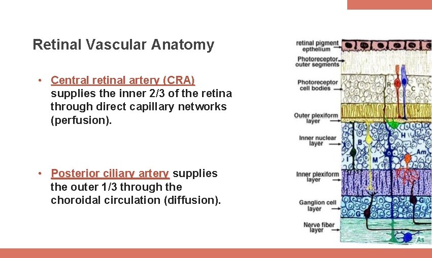 Retinal Vascular Anatomy • Central retinal artery (CRA) supplies the inner 2/3 of the