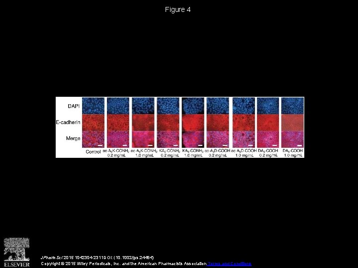 Figure 4 JPharm. Sci 2015 1042304 -2311 DOI: (10. 1002/jps. 24484) Copyright © 2015