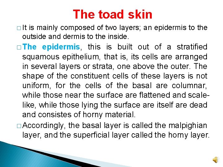 The toad skin � It is mainly composed of two layers; an epidermis to