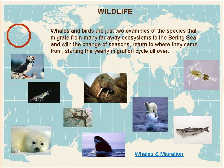 WILDLIFE Whales and birds are just two examples of the species that migrate from