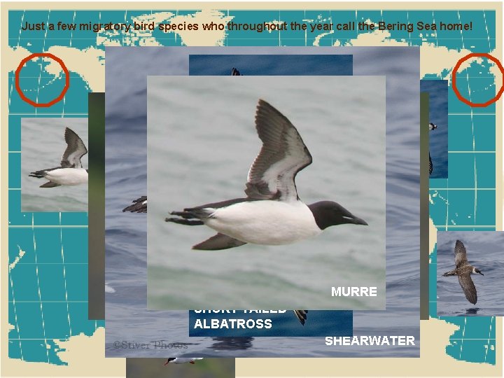 Just a few migratory bird species who throughout the year call the Bering Sea