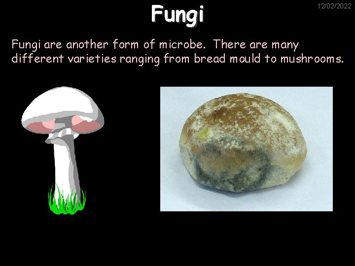 Fungi 12/02/2022 Fungi are another form of microbe. There are many different varieties ranging