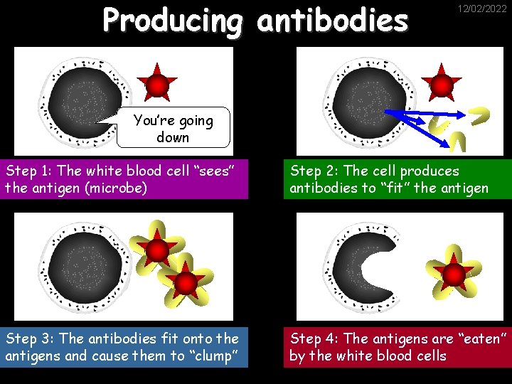 Producing antibodies 12/02/2022 You’re going down Step 1: The white blood cell “sees” the