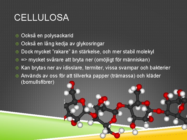 CELLULOSA Också en polysackarid Också en lång kedja av glykosringar Dock mycket ”rakare” än