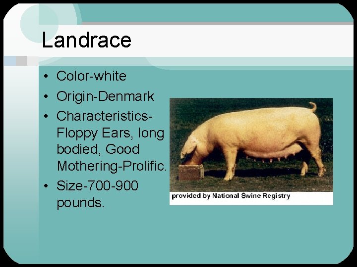 Landrace • Color-white • Origin-Denmark • Characteristics. Floppy Ears, long bodied, Good Mothering-Prolific. •