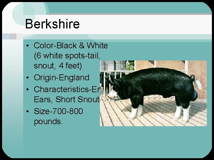 Berkshire • Color-Black & White (6 white spots-tail, snout, 4 feet) • Origin-England •