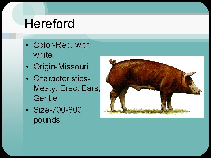 Hereford • Color-Red, with white • Origin-Missouri • Characteristics. Meaty, Erect Ears, Gentle •