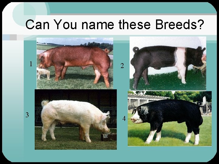 Can You name these Breeds? 1 3 2 4 