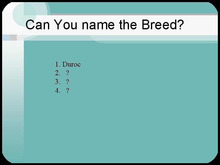 Can You name the Breed? 1. Duroc 2. ? 3. ? 4. ? 