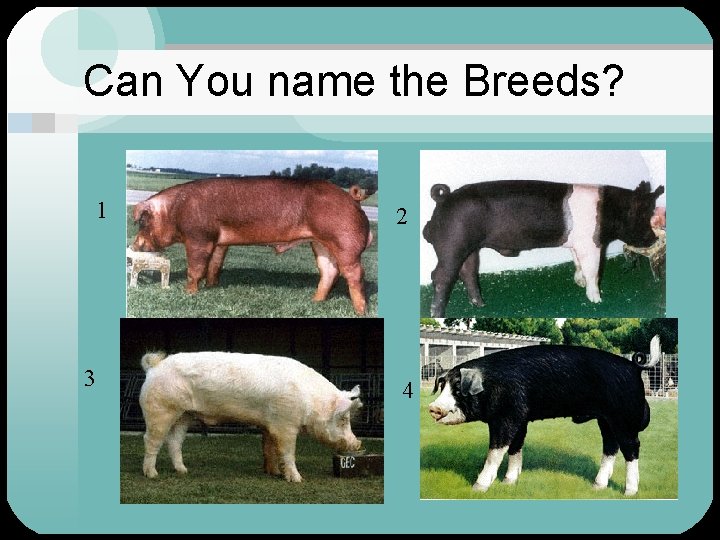 Can You name the Breeds? 1 3 2 4 