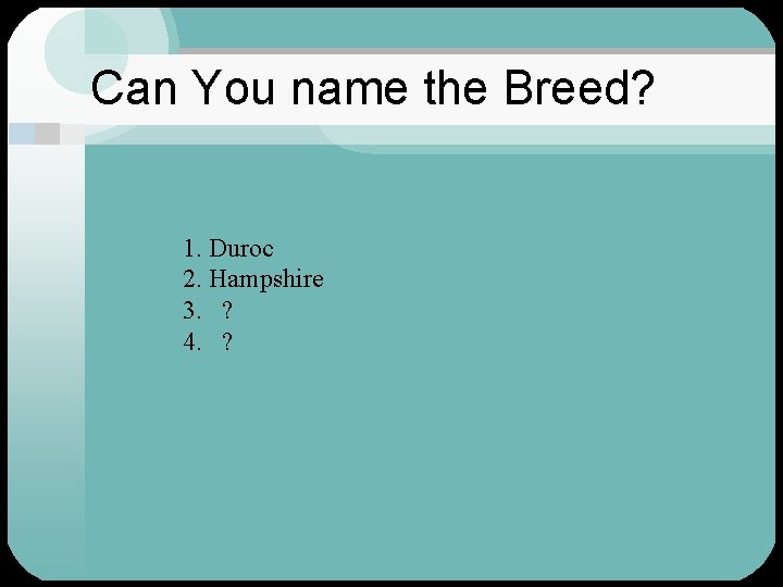 Can You name the Breed? 1. Duroc 2. Hampshire 3. ? 4. ? 