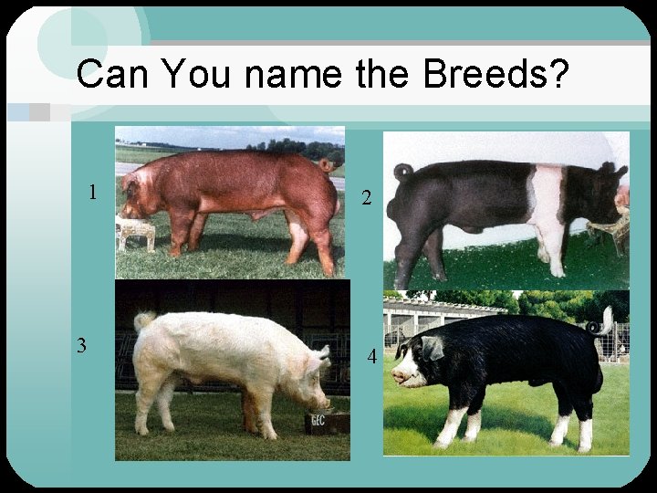 Can You name the Breeds? 1 3 2 4 