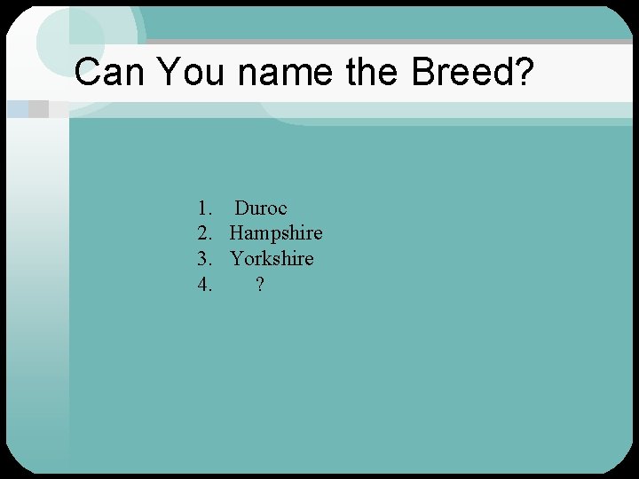Can You name the Breed? 1. Duroc 2. Hampshire 3. Yorkshire 4. ? 