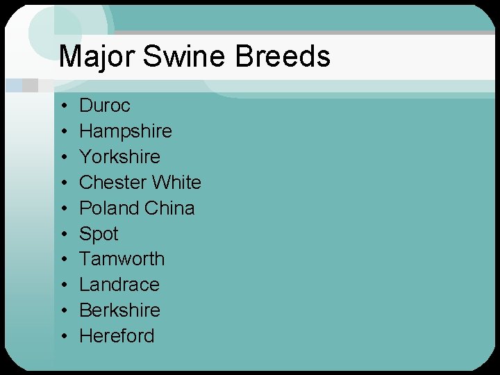 Major Swine Breeds • • • Duroc Hampshire Yorkshire Chester White Poland China Spot