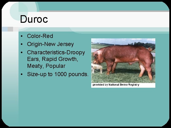 Duroc • Color-Red • Origin-New Jersey • Characteristics-Droopy Ears, Rapid Growth, Meaty, Popular •
