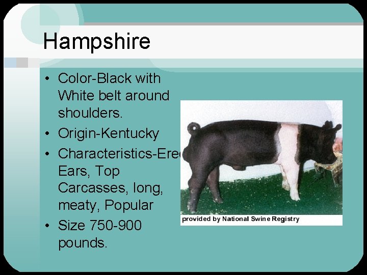 Hampshire • Color-Black with White belt around shoulders. • Origin-Kentucky • Characteristics-Erect Ears, Top