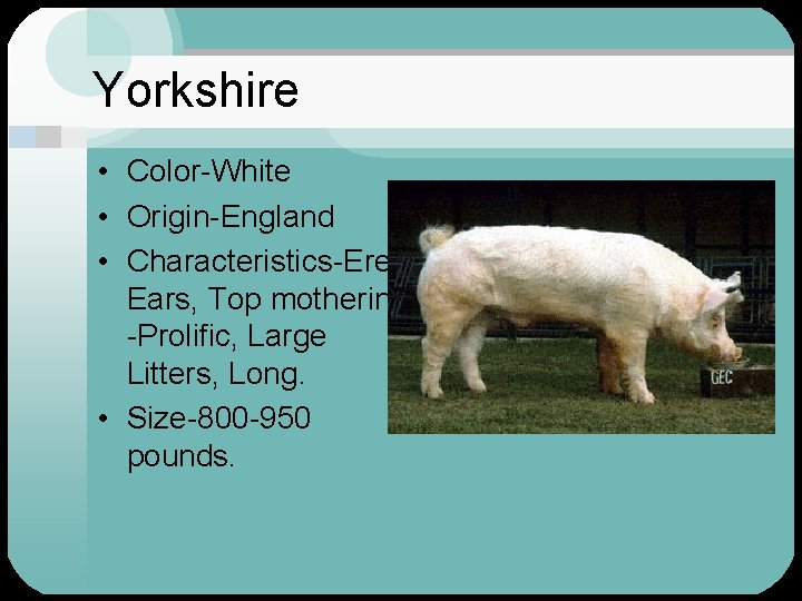 Yorkshire • Color-White • Origin-England • Characteristics-Erect Ears, Top mothering -Prolific, Large Litters, Long.
