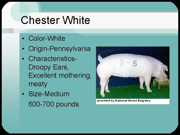 Chester White • Color-White • Origin-Pennsylvania • Characteristics. Droopy Ears, Excellent mothering, meaty •