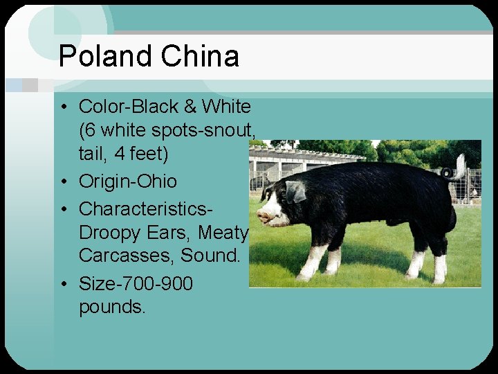 Poland China • Color-Black & White (6 white spots-snout, tail, 4 feet) • Origin-Ohio
