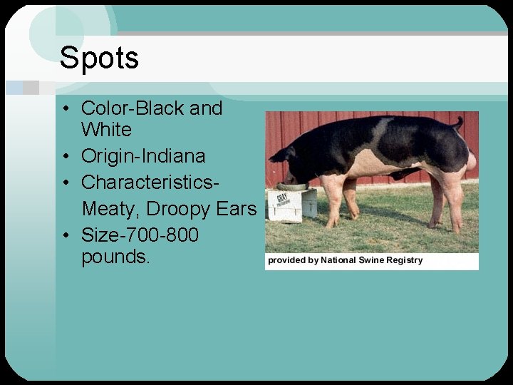 Spots • Color-Black and White • Origin-Indiana • Characteristics. Meaty, Droopy Ears • Size-700