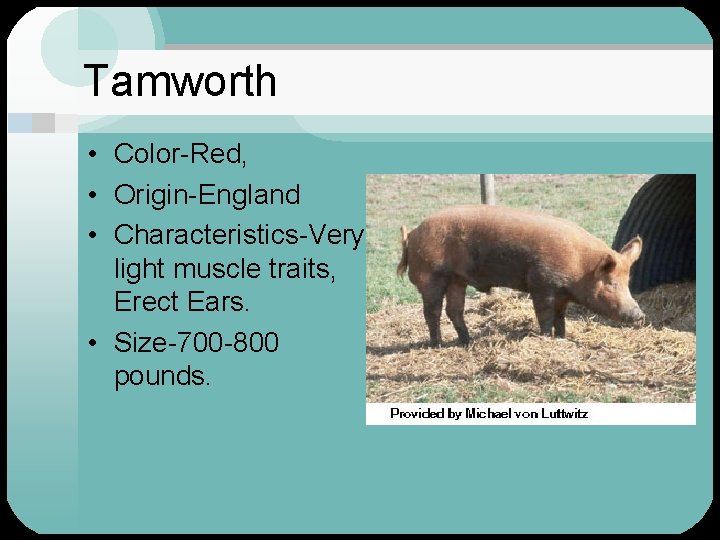 Tamworth • Color-Red, • Origin-England • Characteristics-Very light muscle traits, Erect Ears. • Size-700