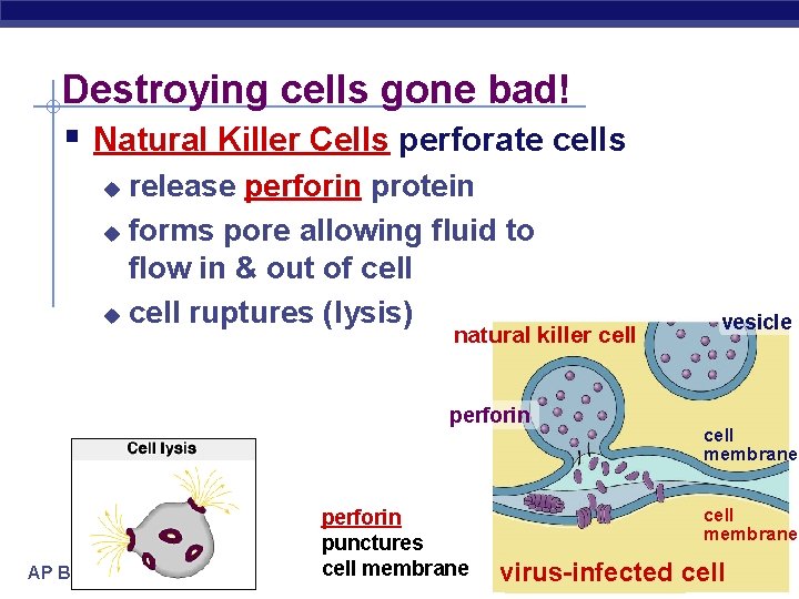 Destroying cells gone bad! § Natural Killer Cells perforate cells release perforin protein u