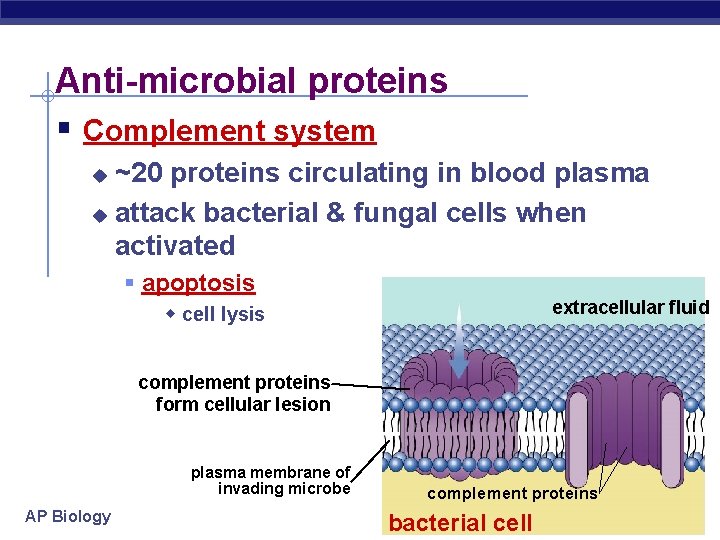 Anti-microbial proteins § Complement system ~20 proteins circulating in blood plasma u attack bacterial