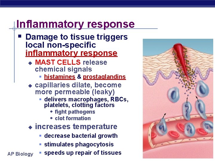 Inflammatory response § Damage to tissue triggers local non-specific inflammatory response u MAST CELLS