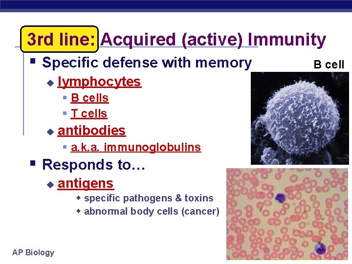 3 rd line: Acquired (active) Immunity § Specific defense with memory B cell u