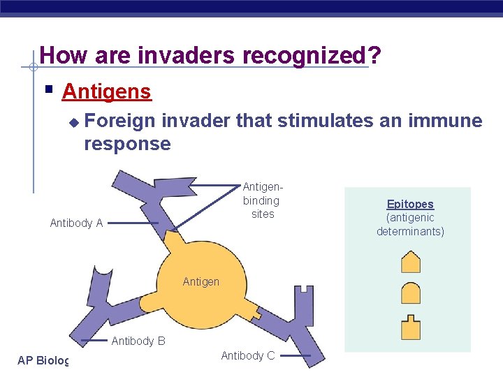 How are invaders recognized? § Antigens u Foreign invader that stimulates an immune response