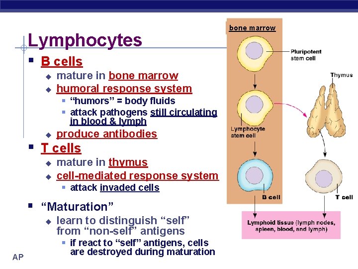 Lymphocytes § B cells u u mature in bone marrow humoral response system §