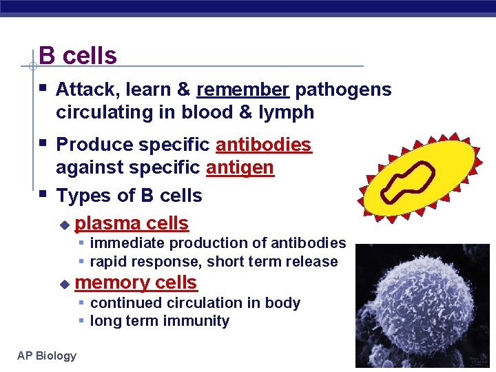 B cells § Attack, learn & remember pathogens circulating in blood & lymph §