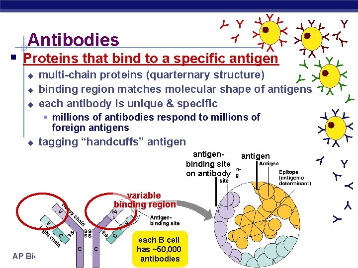 Y Y Y antigenbinding site on antibody YY Y Y tagging “handcuffs” antigen Y